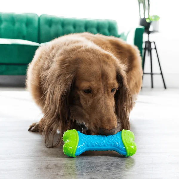 Jouet Chien - KONG® Corestrength Bone - 14 x 6 x 3,5 cm