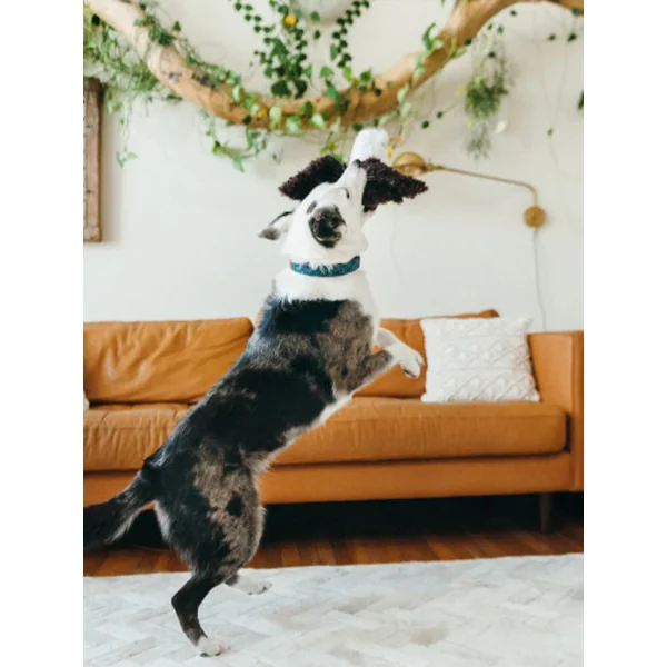 Jouet en peluche pour chien - Fetching Flock - Aigle 🦅 - Pet PLAY