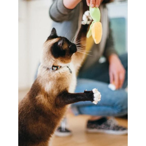 Jouet pour chat - Herbe à chat biologique - BBQ - Pet PLAY
