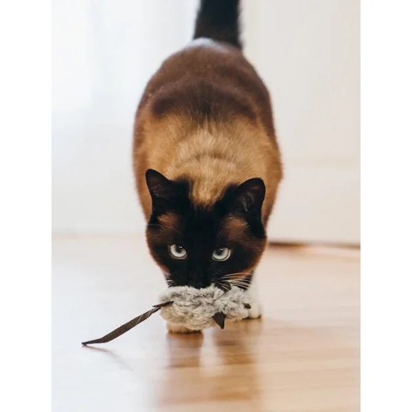 Jouet souris pour chat - Herbe à chat biologique - Pet PLAY
