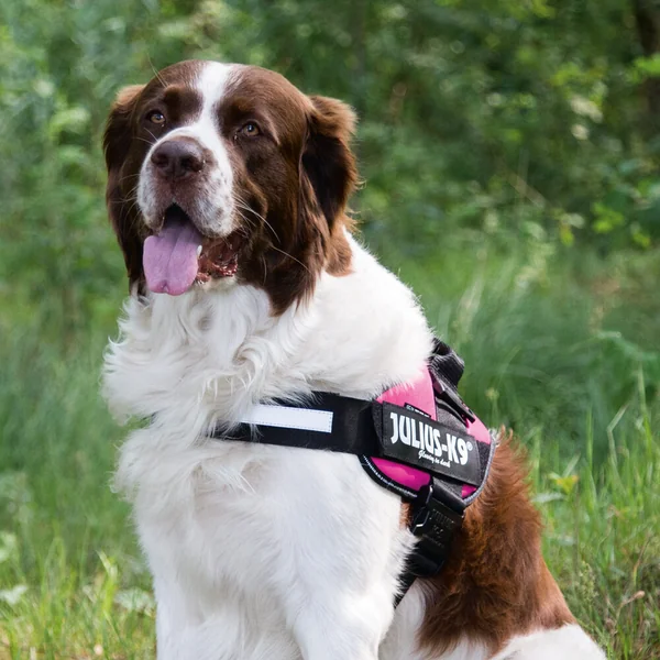 Julius K9 IDC-Power Harnais pour Chien