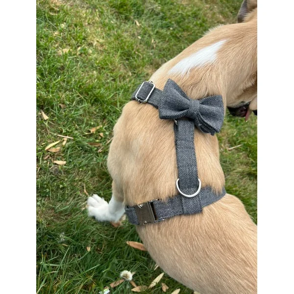 Kit Complet Chien Personnalisé Chevron Gris