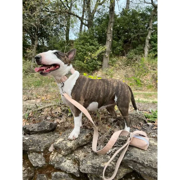 Kit Complet Chien Personnalisé Coton Beige