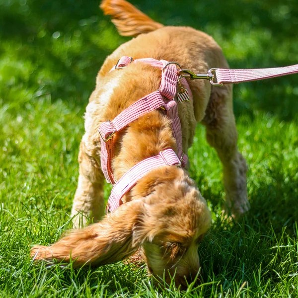 Kit Complet Chien Personnalisé Velours Côtelé Rose