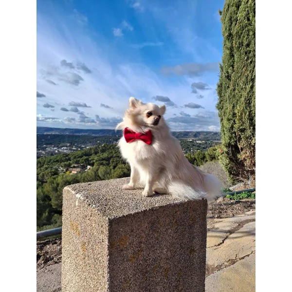 Kit Complet Chien Personnalisé Velours Lisse Rouge