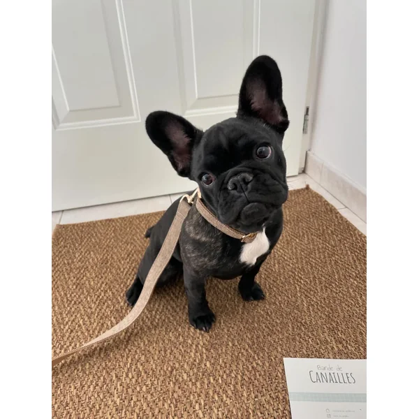 Laisse Chien Chevron Noisette