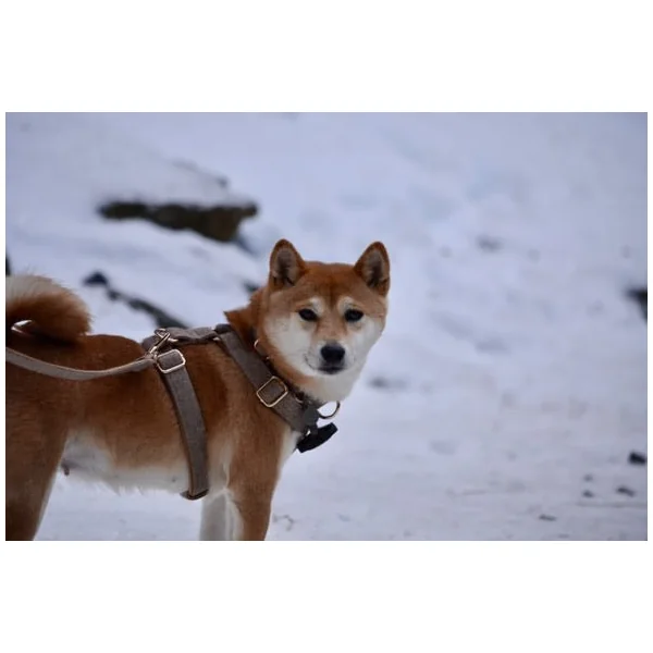 Laisse Chien Chevron Noisette