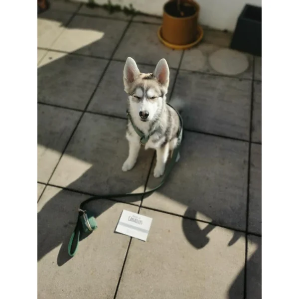 Laisse Chien Coton Carreaux Bleu Marine