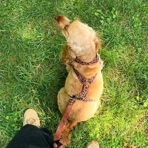 Laisse Chien Coton Léopard Châtaigne