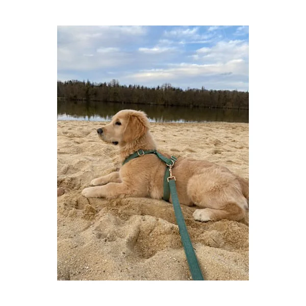 Laisse pour Chien Velours Côtelé Vert