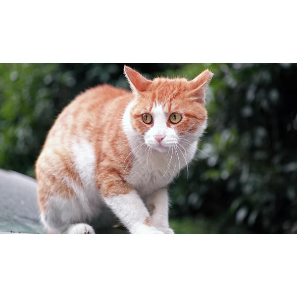 Le stress chez le chat est le principal élément déclencheur de comportements indésirables. Notre article vous donne plus d'informations !