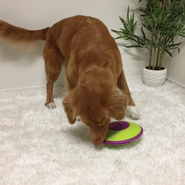 Nina Ottosson Jeu d'intelligence Treat Maze Niveau 2 Vert et violet - Ø 18 cm