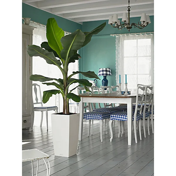 Pot carré Lechuza Color blanc 30 x 30 x h.56 cm