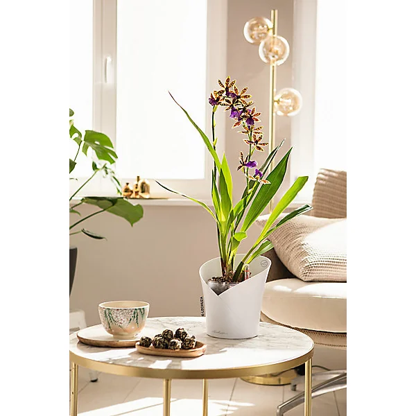 Pot carré Lechuza Orchidéa blanc mat 18 x 18 x h.20 cm