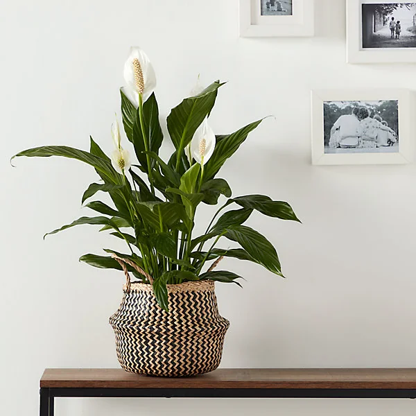 Pot de fleurs pliant jonc de mer Ø.30 x H.22 cm Verve
