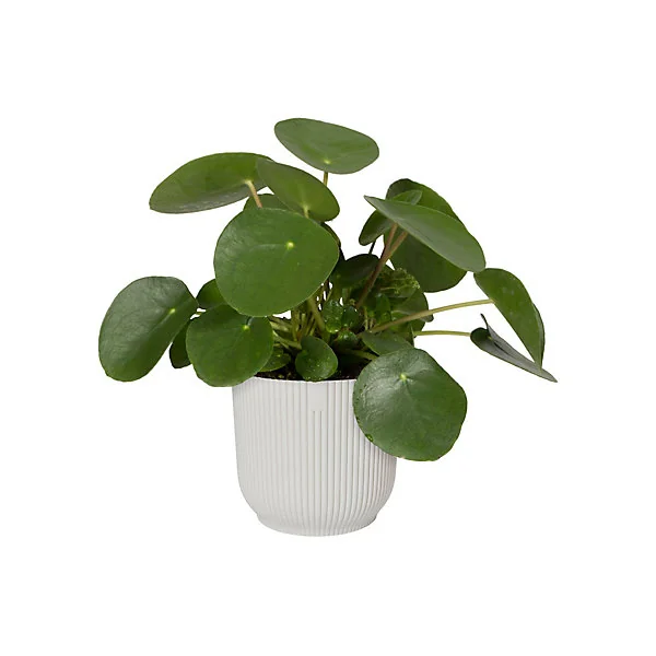 Pot de fleurs Vibes ⌀22 cm blanc soie Elho