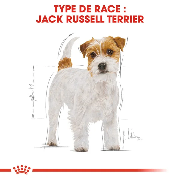 Royal Canin Jack Russell Terrier Adult