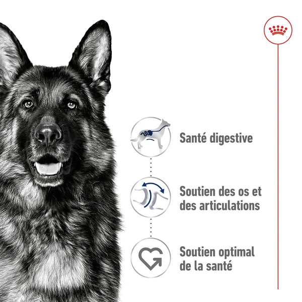 Royal Canin Maxi Adult