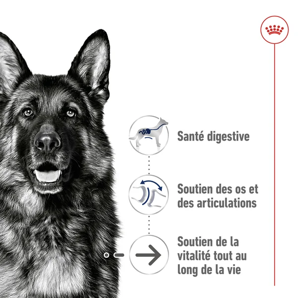 Royal Canin Maxi Ageing 8+