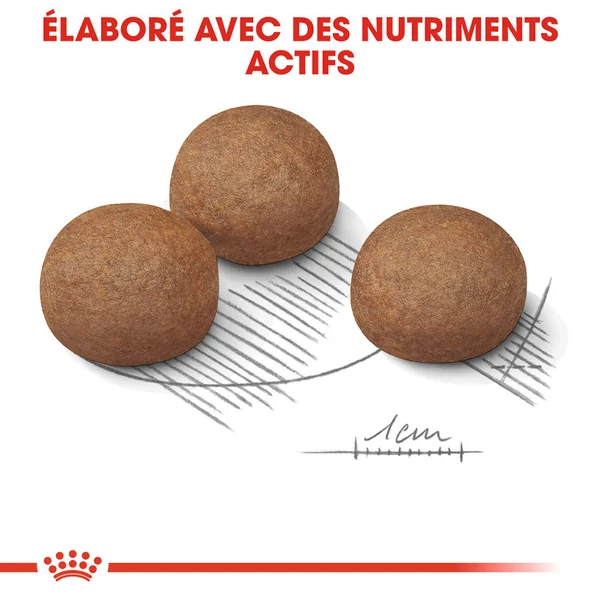 Royal Canin Maxi Digestive Care