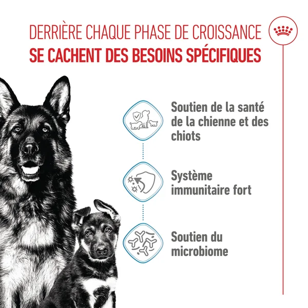 Royal Canin Maxi Starter Mother & Babydog