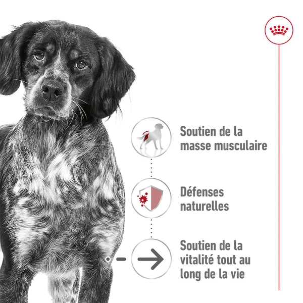 Royal Canin Medium Ageing 10+
