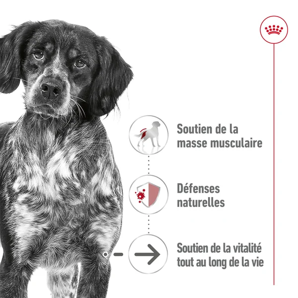 Royal Canin Medium Ageing 7+ - Sachet