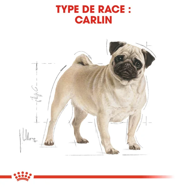 Royal Canin Pug Adult - Alimentation pour Chiens