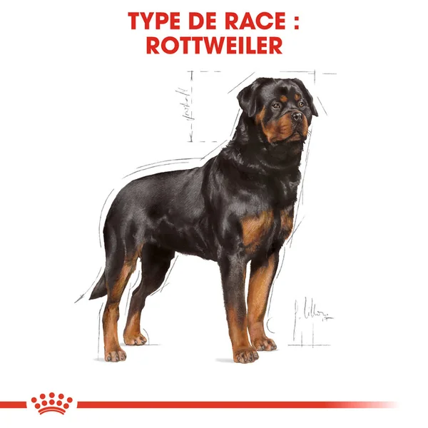 Royal Canin Rottweiler Adult - Alimentation pour Chiens