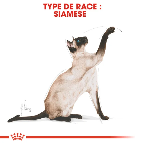 Royal Canin Siamese Adult