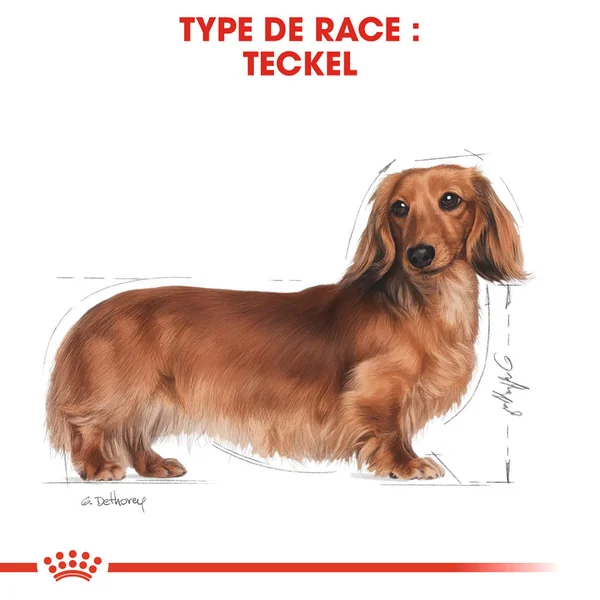 Royal Canin Teckel Adult - Sachet