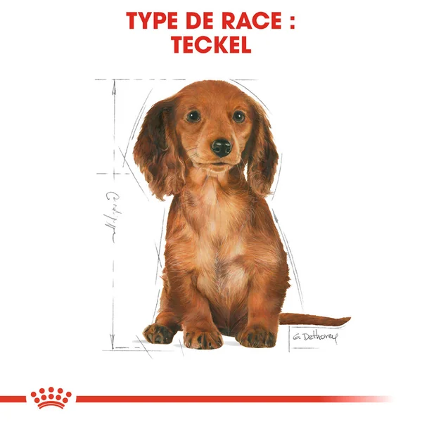 Royal Canin Teckel Puppy