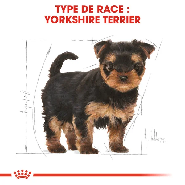 Royal Canin Yorkshire Terrier Puppy