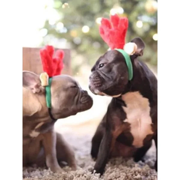 Serre tête de Noël pour chien - Rennes - ZippyPaws