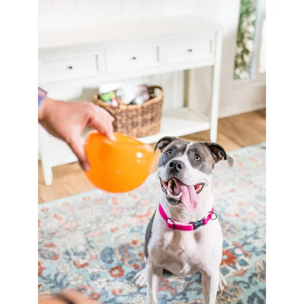 Snoop Orbee-Tuff pour chien - jouet interactif distributeur de friandises
