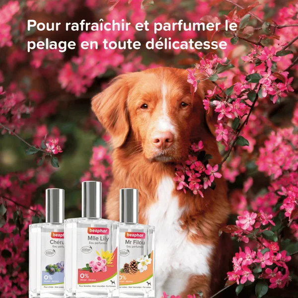 Soin Chien - Beaphar Eau parfumée Mlle Lilly pour chien femelle - 50 ml