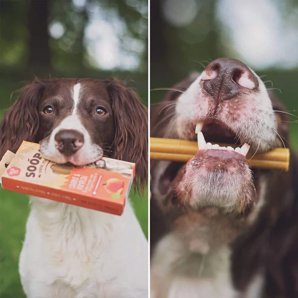 Soopa - Stick Dentaire Citrouille & Carotte pour Chien