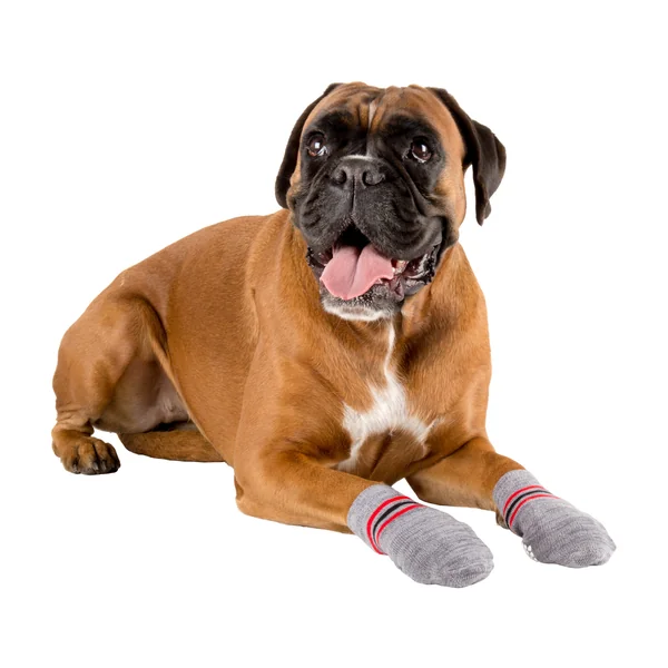 Trixie Chaussettes pour chien